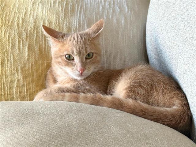 TODD