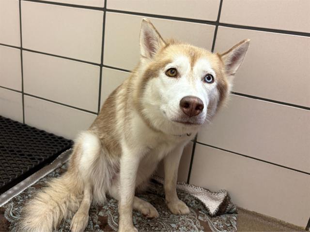 TUNDRA