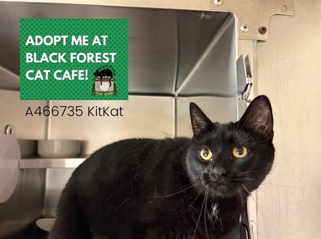 KIT KAT