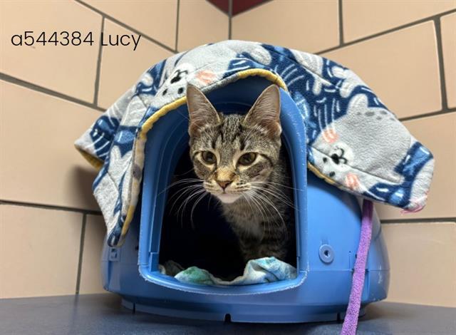 LUCY