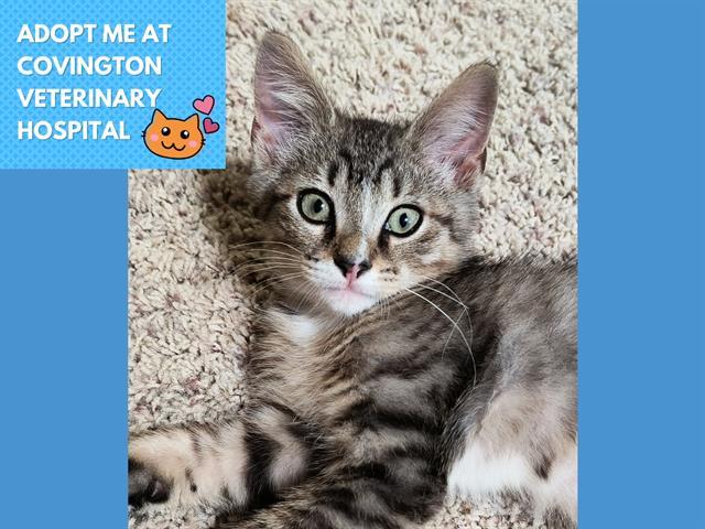 FIGGY