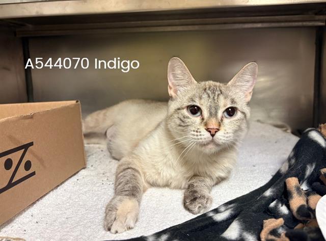 INDIGO