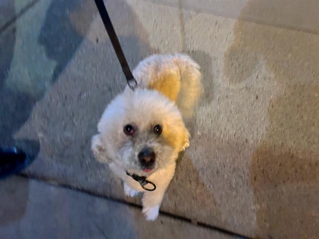 TOBY