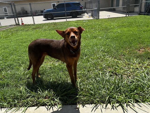 HAZEL