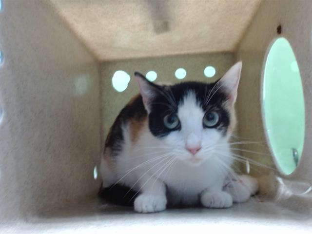 LA KITTY