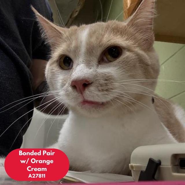 CREAMSICLE