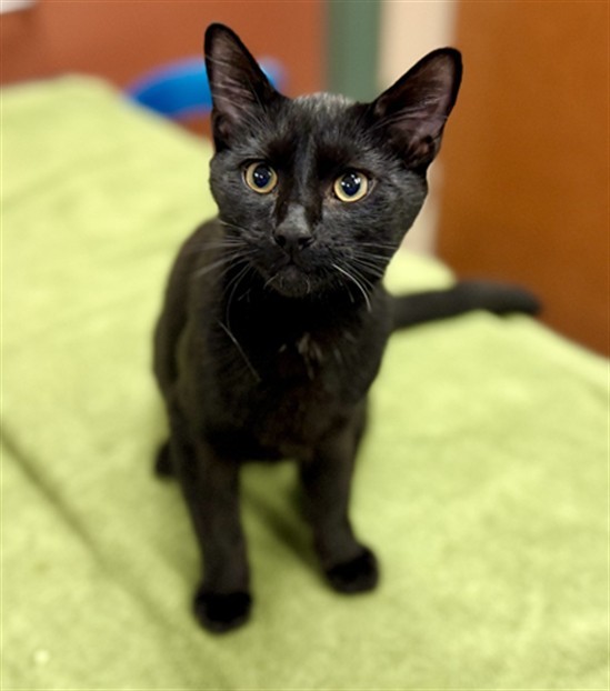 LICORICE