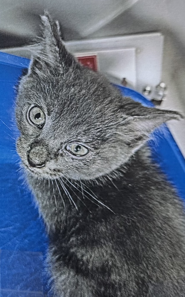 Hiccup (Velvet kitten #3)