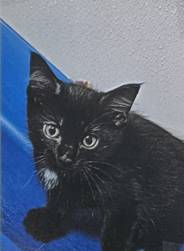 Gobber (Velvet kitten #2)