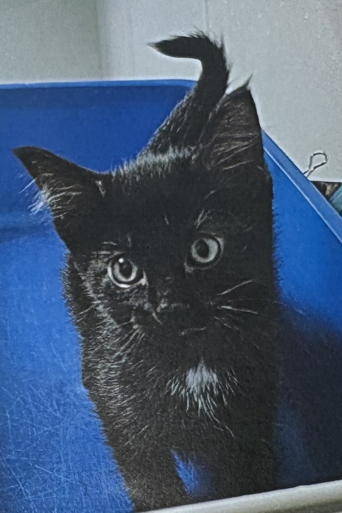 Toothless (Velvet kitten #1)
