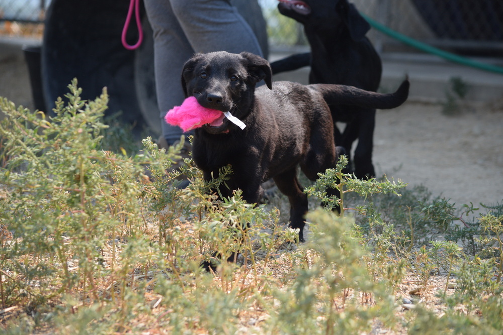 Indigo, an adoptable Labrador Retriever in Salmon, ID, 83467 | Photo Image 1