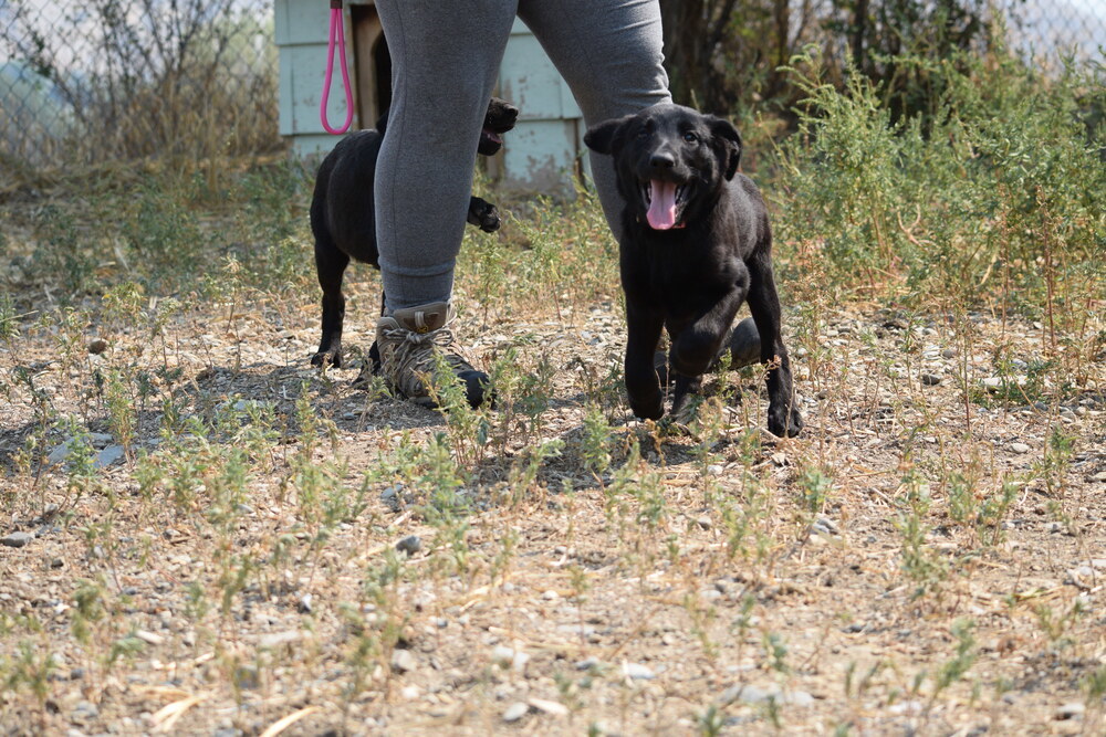 Indigo, an adoptable Labrador Retriever in Salmon, ID, 83467 | Photo Image 2