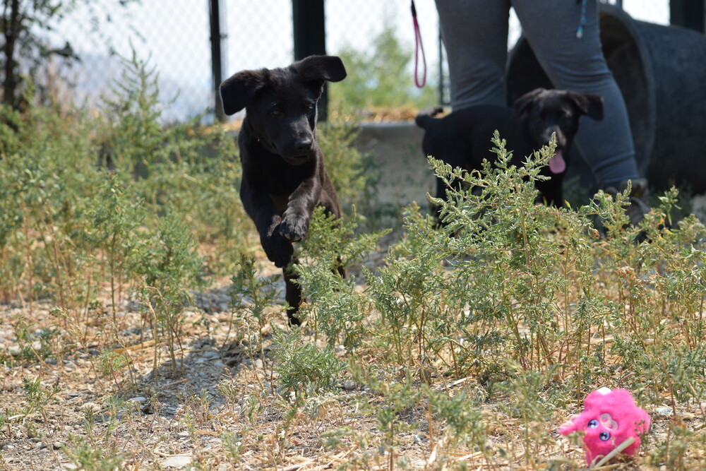Indigo, an adoptable Labrador Retriever in Salmon, ID, 83467 | Photo Image 3