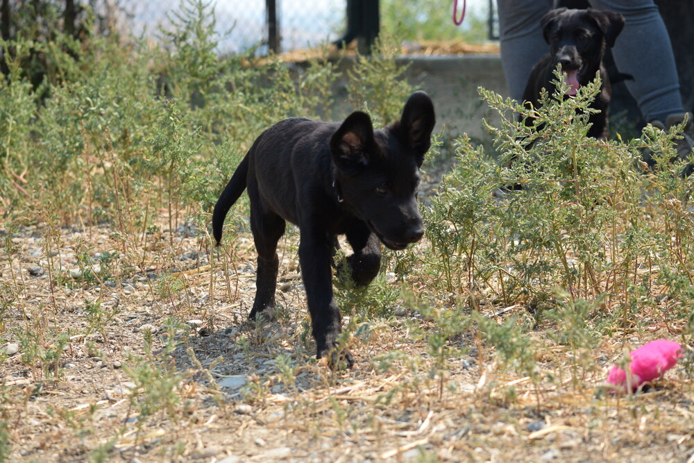 Indigo, an adoptable Labrador Retriever in Salmon, ID, 83467 | Photo Image 4