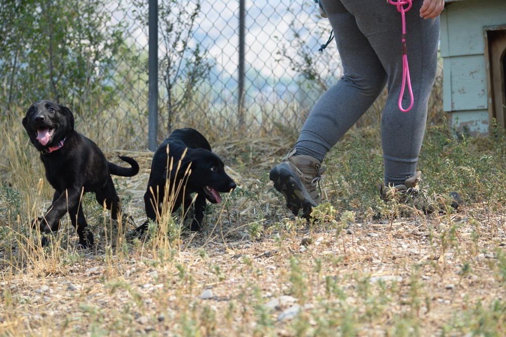 Indigo, an adoptable Labrador Retriever in Salmon, ID, 83467 | Photo Image 5