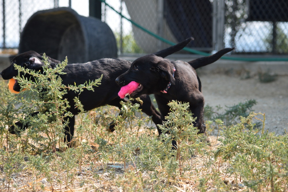 Indigo, an adoptable Labrador Retriever in Salmon, ID, 83467 | Photo Image 6