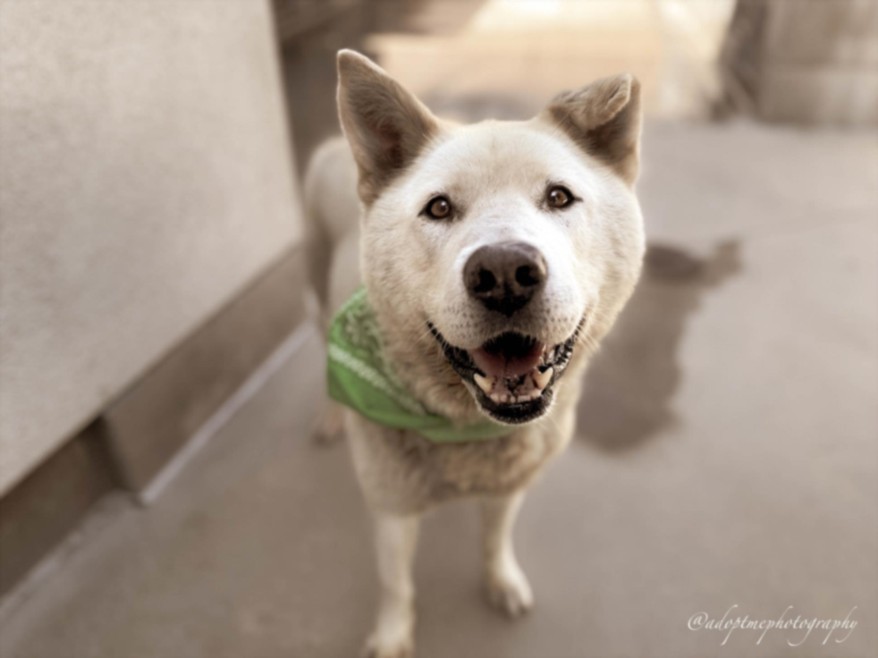 SAM, an adoptable Jindo in San Pedro, CA, 90731 | Photo Image 1