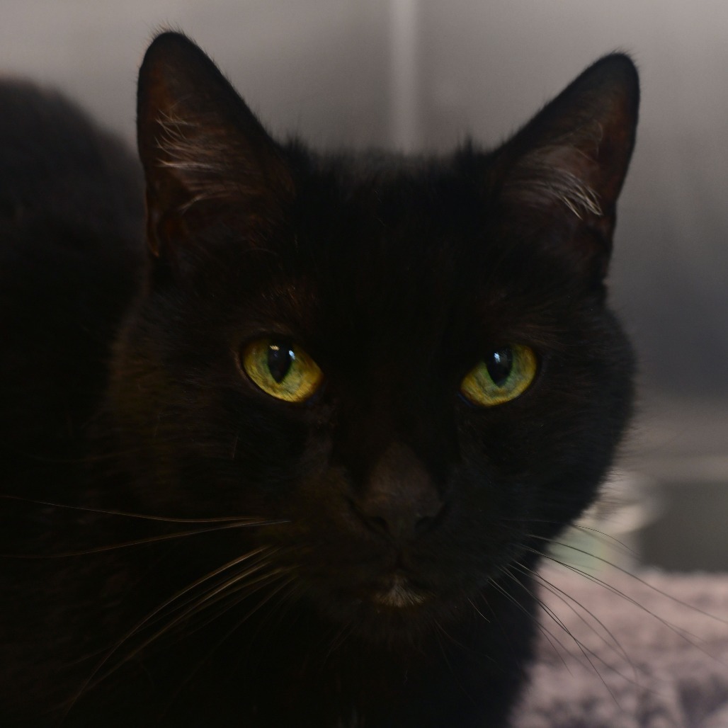 Salem