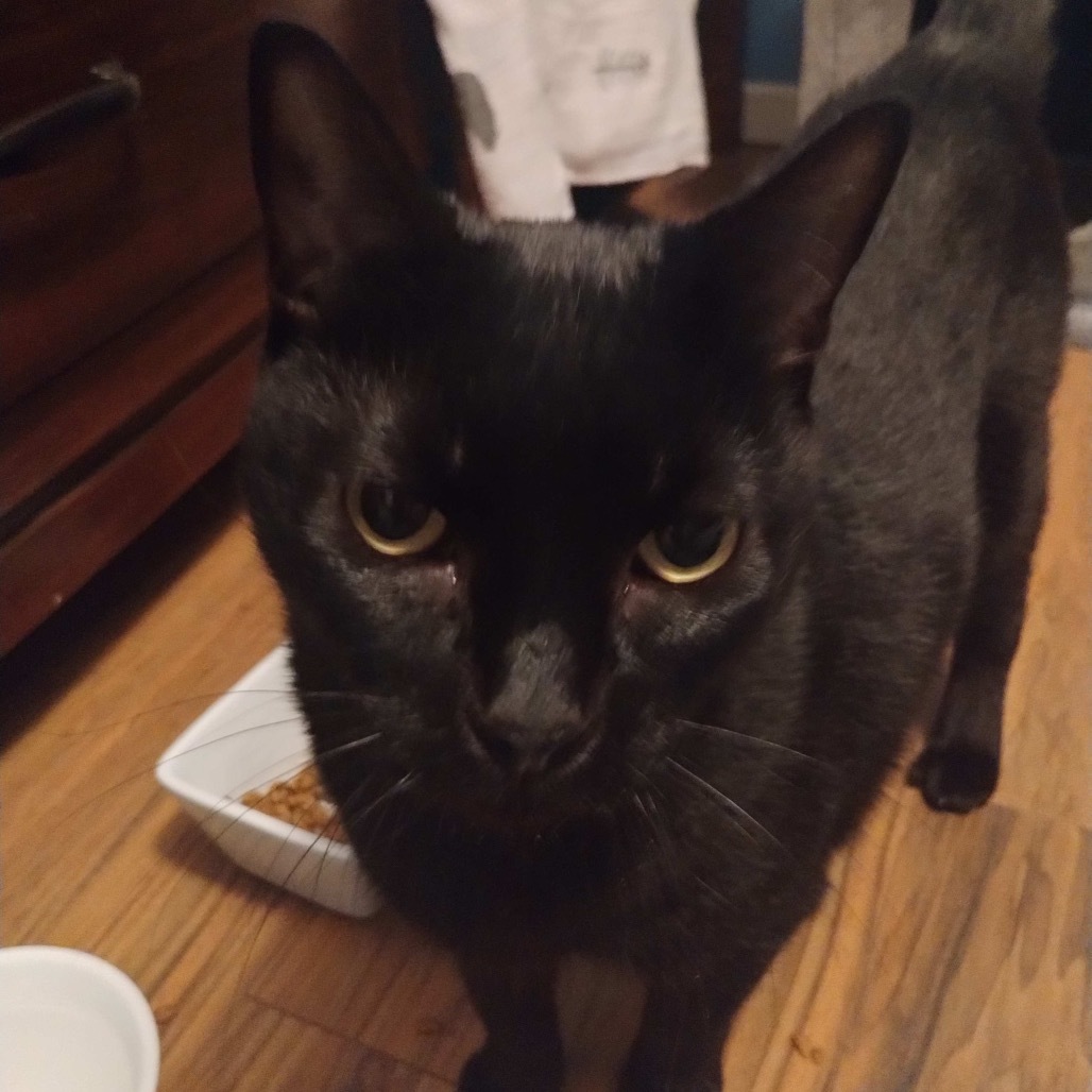 Penelope