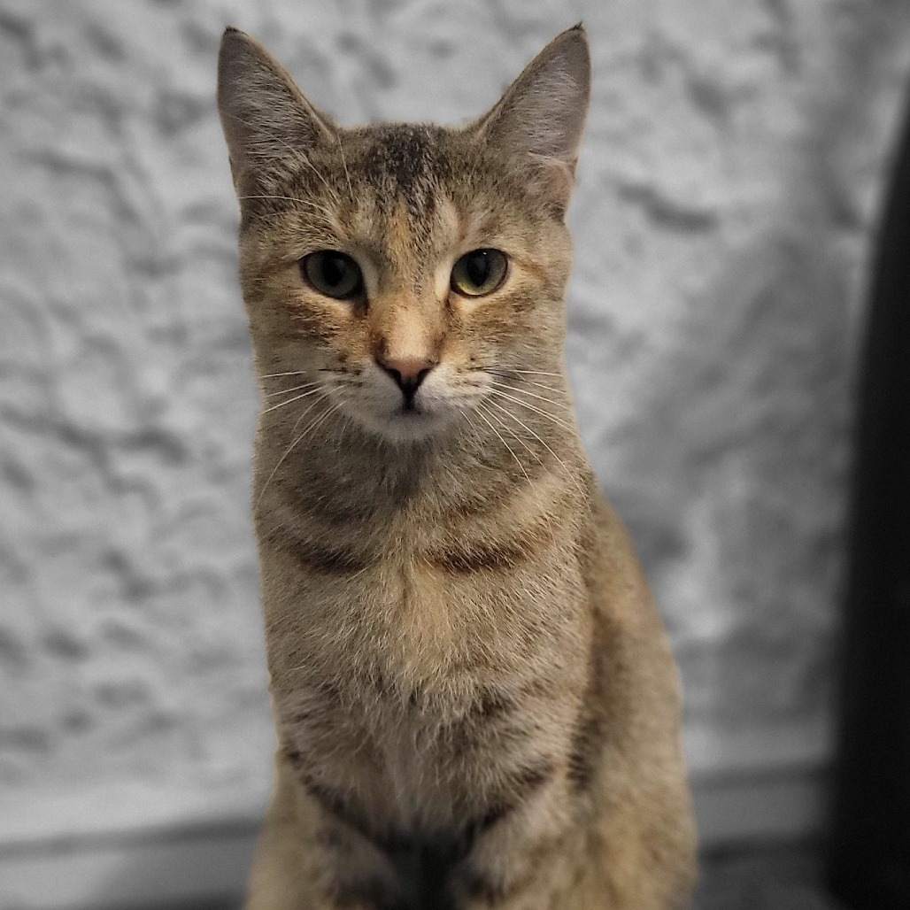 Sara