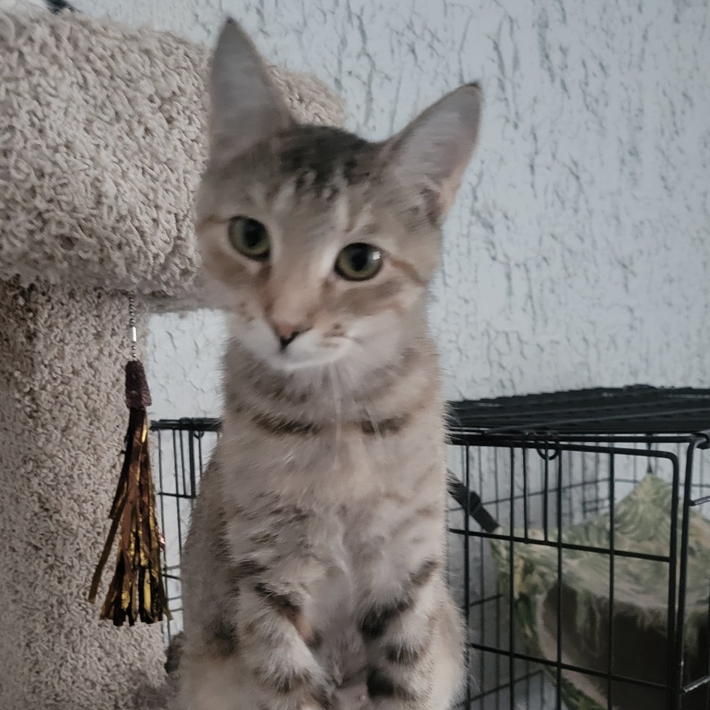 Sara
