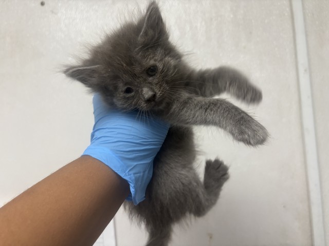 NOVA