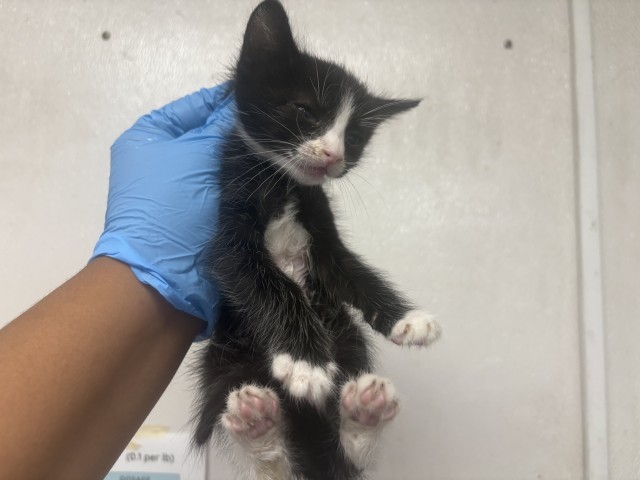PEANUT