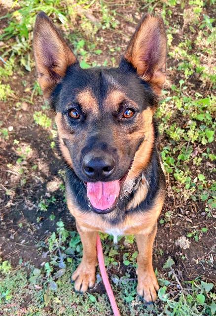 DIEGO
