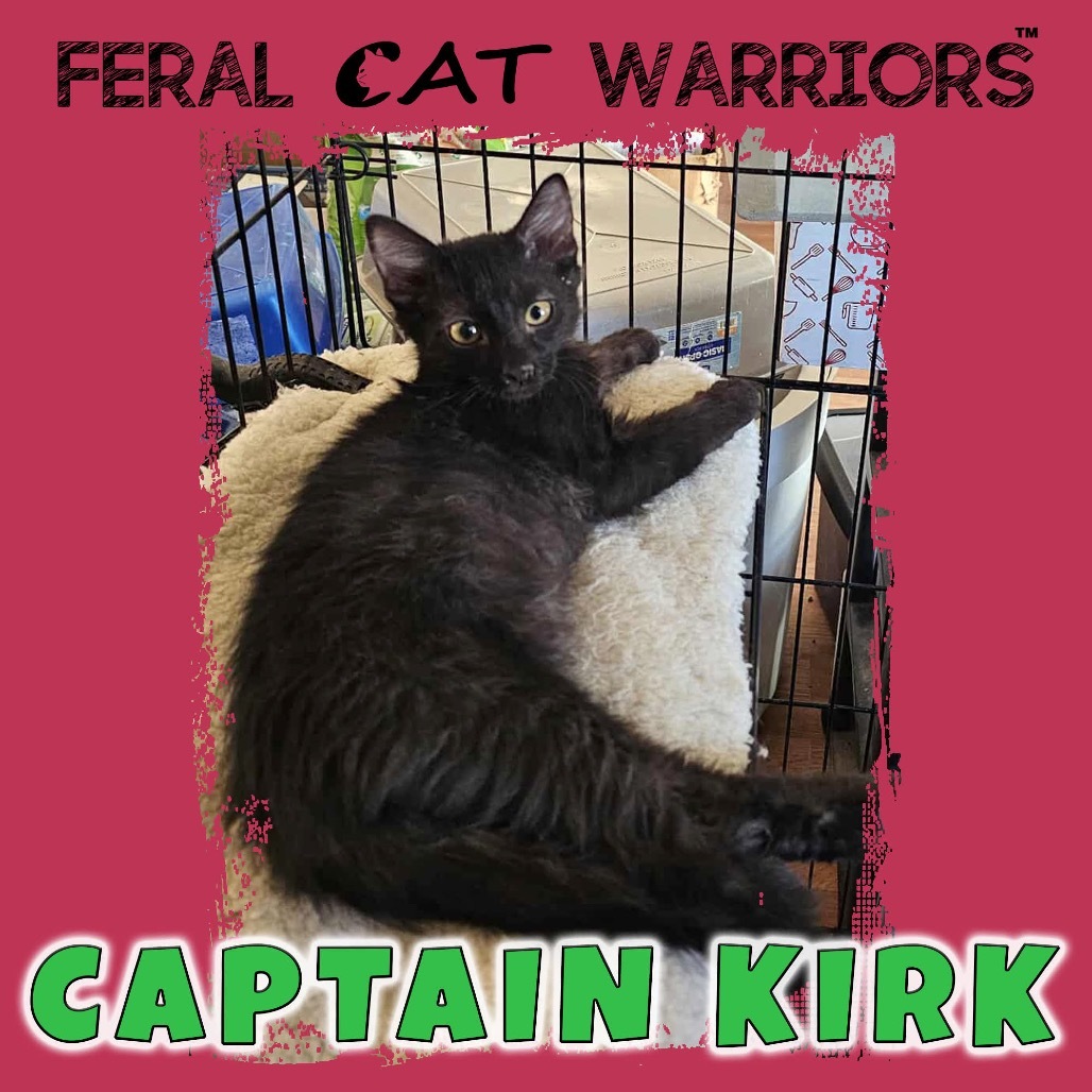 Captain Kirk, an adoptable Domestic Long Hair in Kingman, AZ, 86401 | Photo Image 1