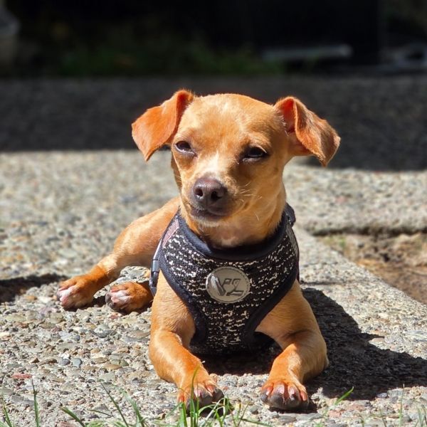 MISO