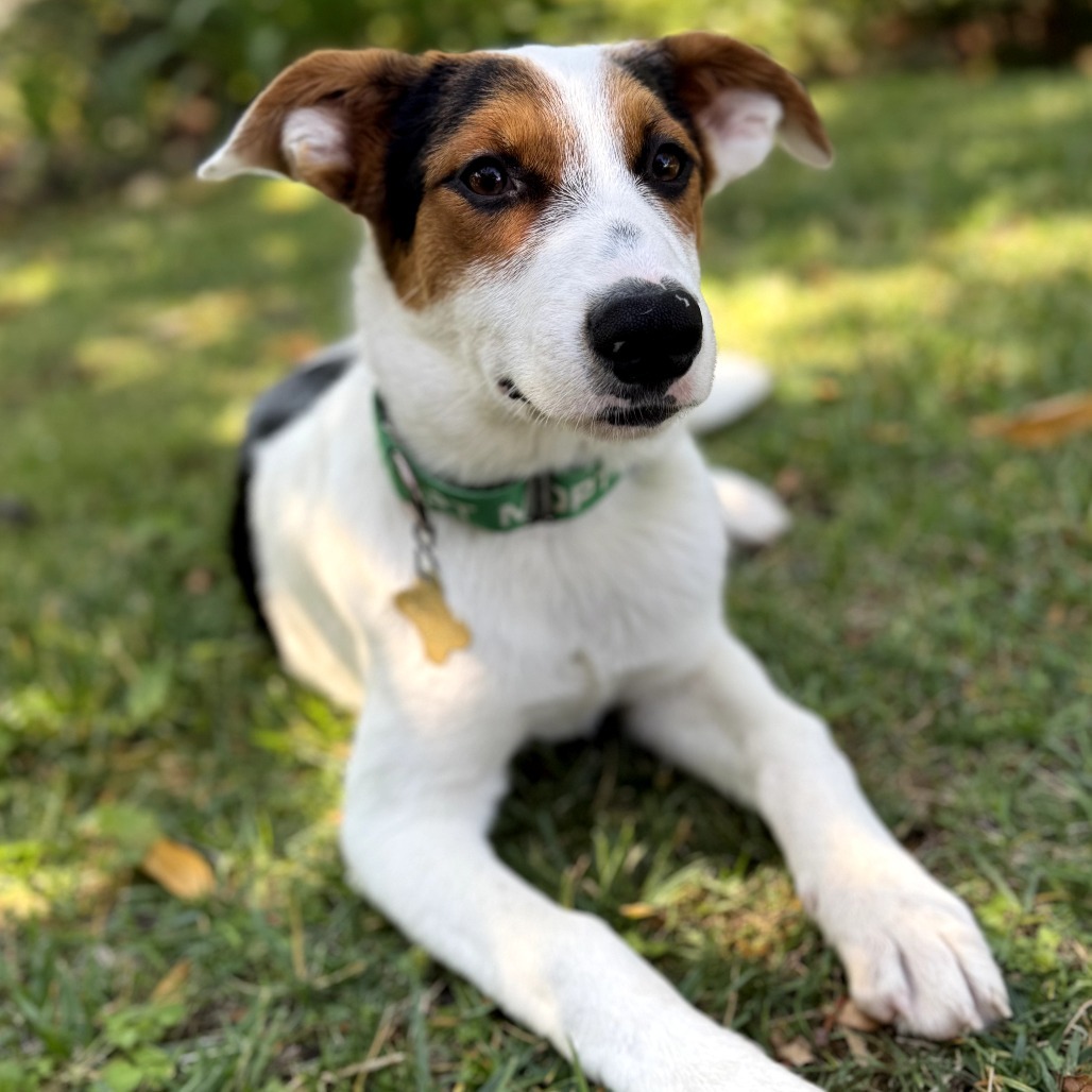 STACEY, an adoptable McNab, Mixed Breed in Point Richmond, CA, 94801 | Photo Image 1