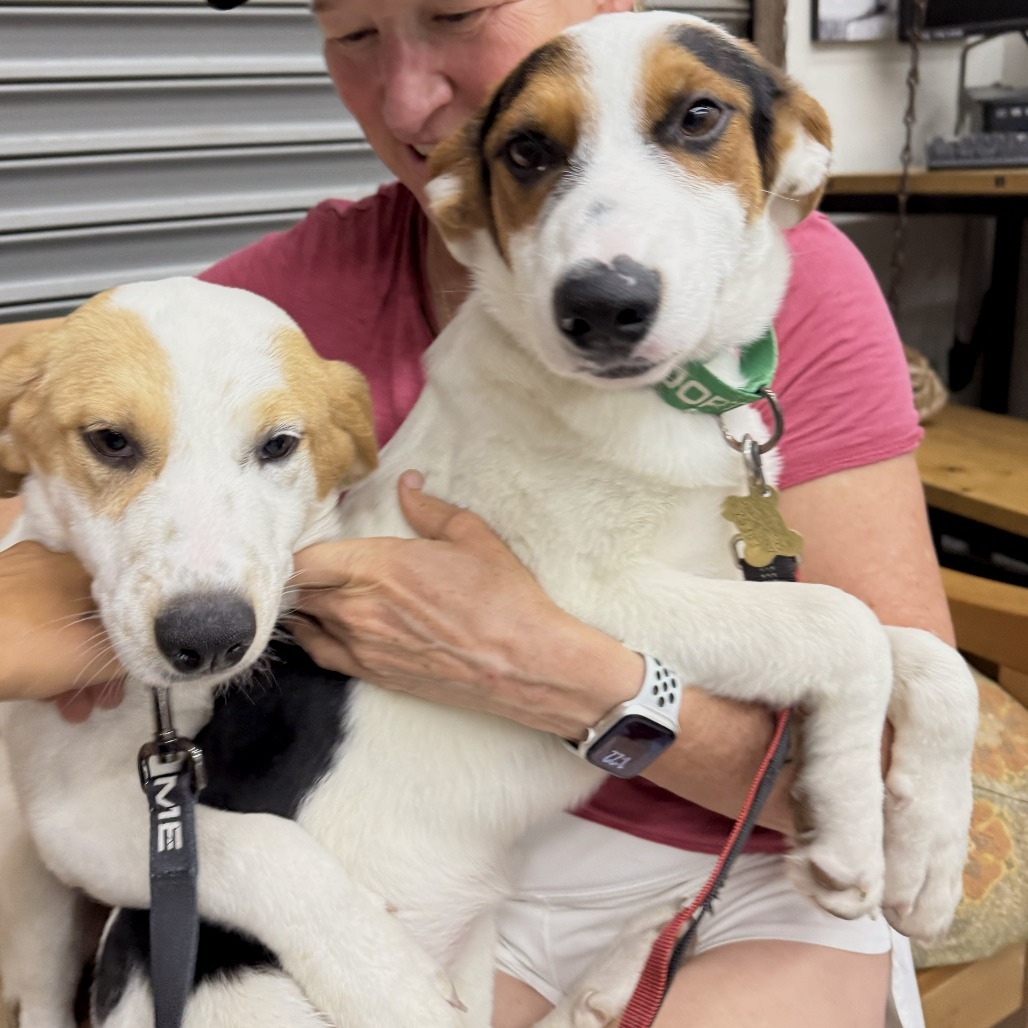STACEY, an adoptable McNab, Mixed Breed in Point Richmond, CA, 94801 | Photo Image 2