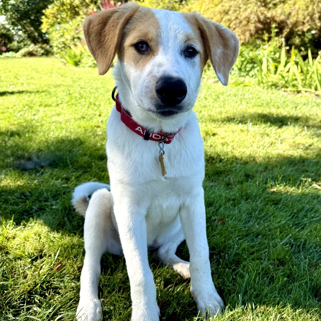 SALLY, an adoptable McNab, Mixed Breed in Point Richmond, CA, 94801 | Photo Image 1