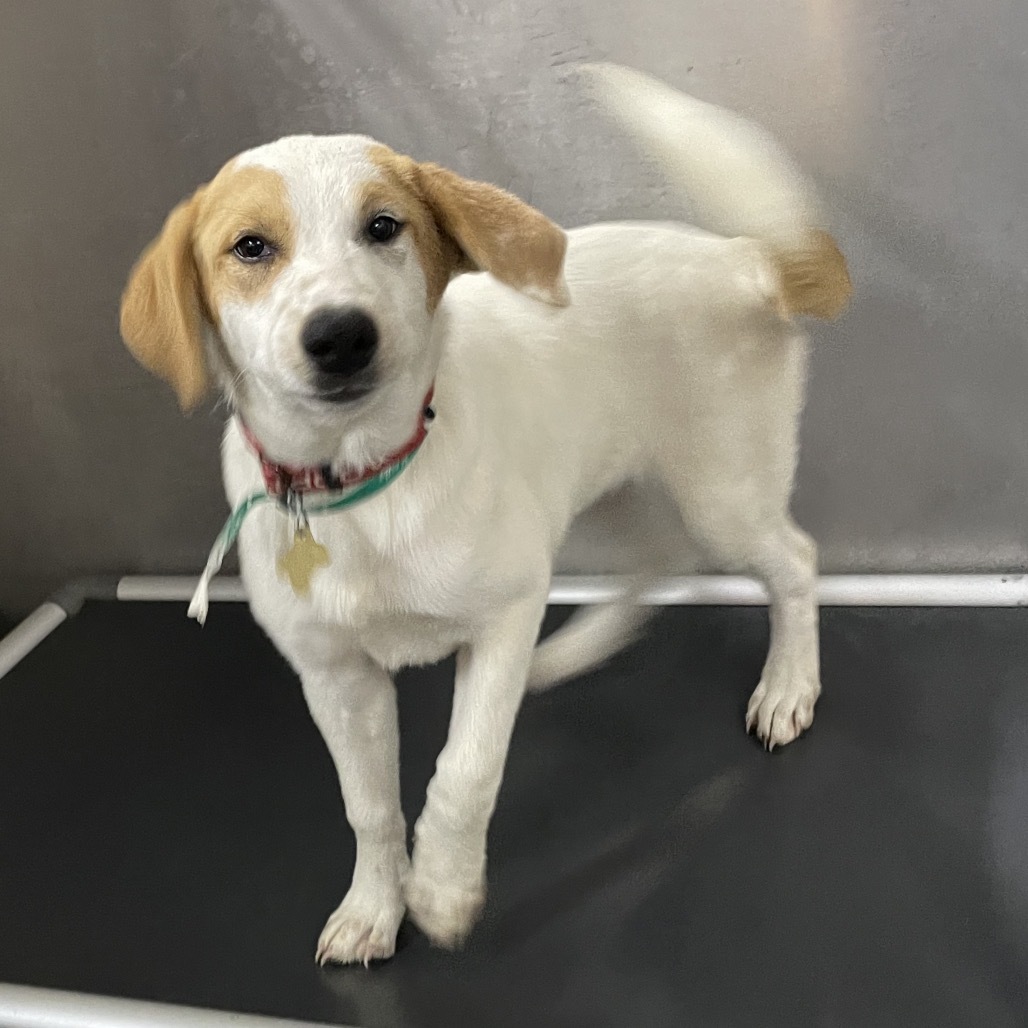 SALLY, an adoptable McNab, Mixed Breed in Point Richmond, CA, 94801 | Photo Image 2