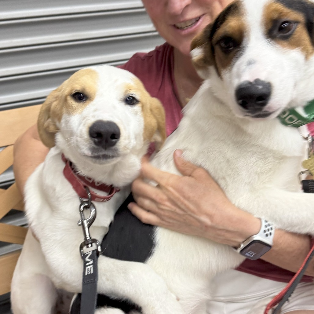 SALLY, an adoptable McNab, Mixed Breed in Point Richmond, CA, 94801 | Photo Image 3