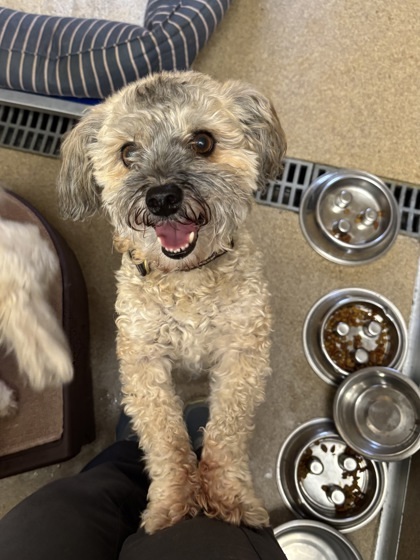 Prince/Lady/Duchess-Sponsored by Castinetti Realty, an adoptable Havanese, Mixed Breed in East Brookfield, MA, 01515 | Photo Image 1