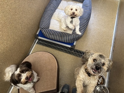 Prince/Lady/Duchess-Sponsored by Castinetti Realty, an adoptable Havanese, Mixed Breed in East Brookfield, MA, 01515 | Photo Image 2