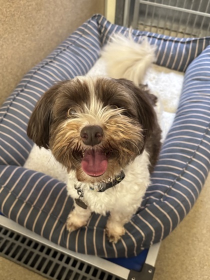 Duchess/Lady/Prince - Bonded Trio, an adoptable Havanese, Mixed Breed in East Brookfield, MA, 01515 | Photo Image 1