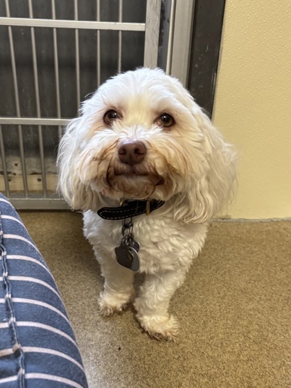 Lady/Duchess/Prince - Bonded Trio, an adoptable Havanese, Mixed Breed in East Brookfield, MA, 01515 | Photo Image 1