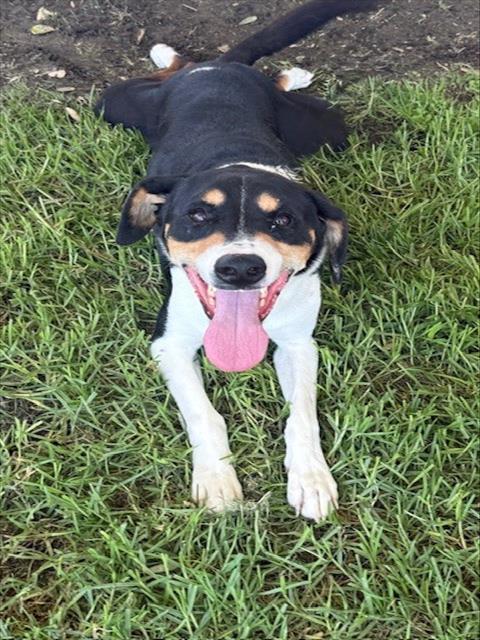 JACKSON, an adoptable Harrier, Mixed Breed in Riverside, CA, 92504 | Photo Image 1