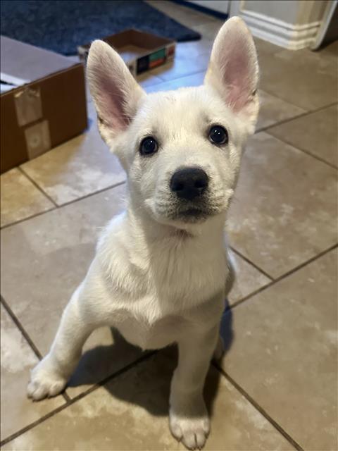 NANUQ