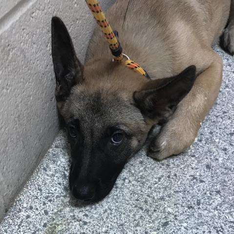 MYA