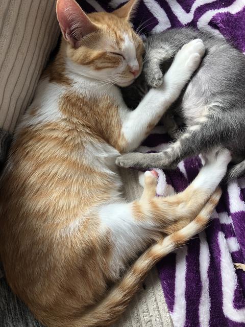 CHESTER