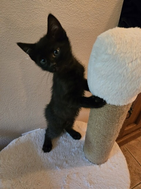 MISSY