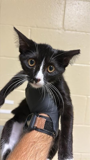SEBASTIAN