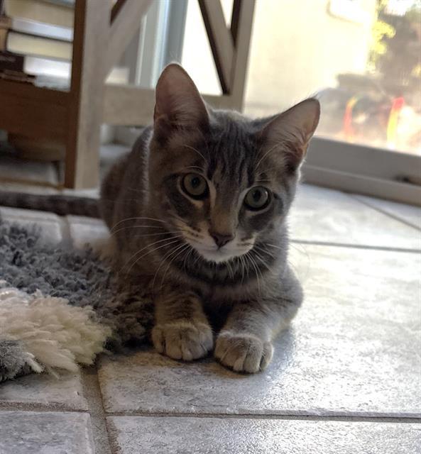 BASIL
