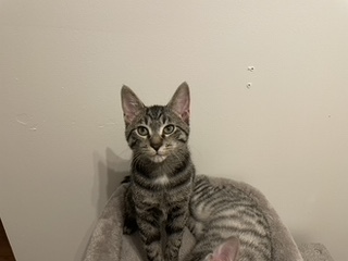 Jet