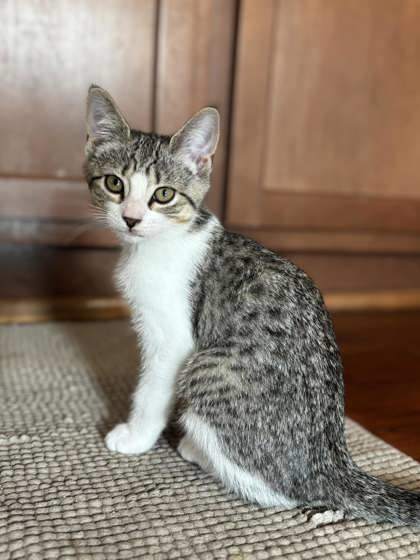 Tina Tippy