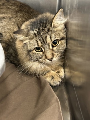 Leah, an adoptable Domestic Medium Hair, Domestic Short Hair in Rhinelander, WI, 54501 | Photo Image 1