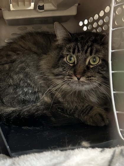 King, an adoptable Domestic Long Hair, Domestic Short Hair in Rhinelander, WI, 54501 | Photo Image 1